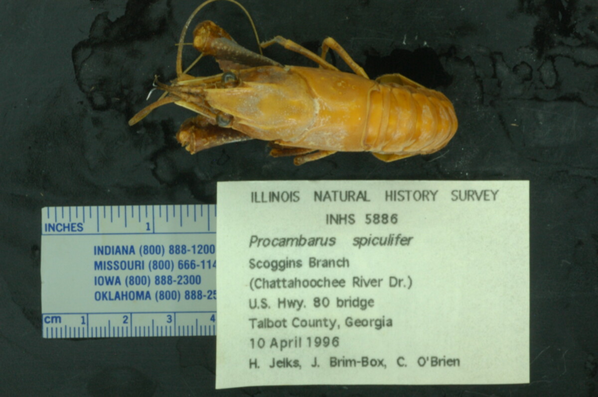 Procambarus spiculifer image